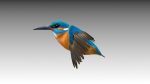 Kingfisher