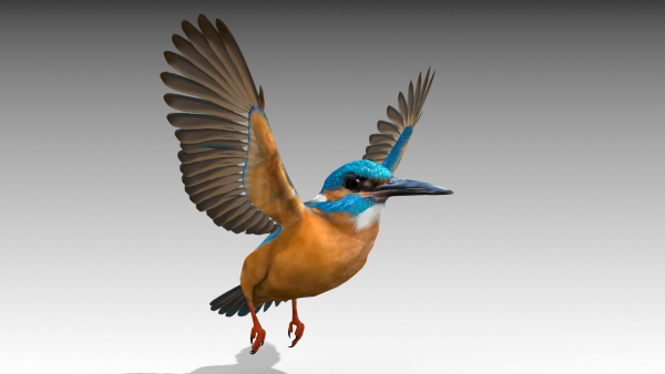 Kingfisher