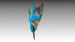 Kingfisher