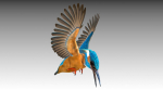 Kingfisher