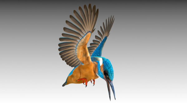 Kingfisher