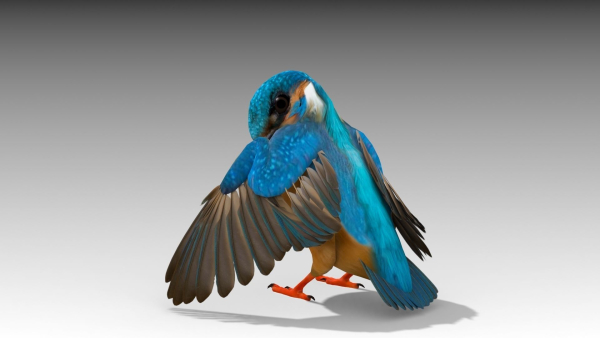 Kingfisher