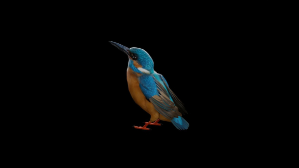 Kingfisher