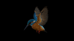 Kingfisher