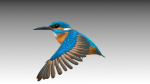 Kingfisher