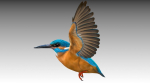 Kingfisher