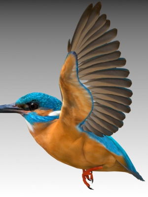 kingfisher-3d-model-b63ed9e48d