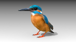 Kingfisher