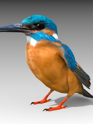 Kingfisher