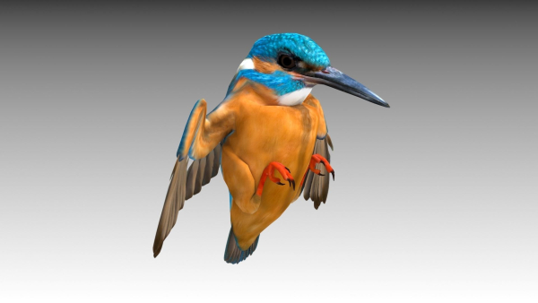 Kingfisher