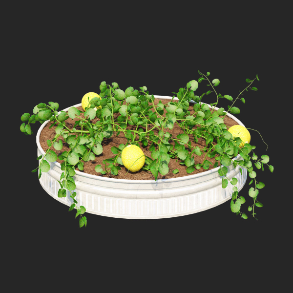 Kitchen garden vol 2