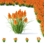 Kniphofia flower
