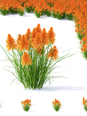 Kniphofia flower
