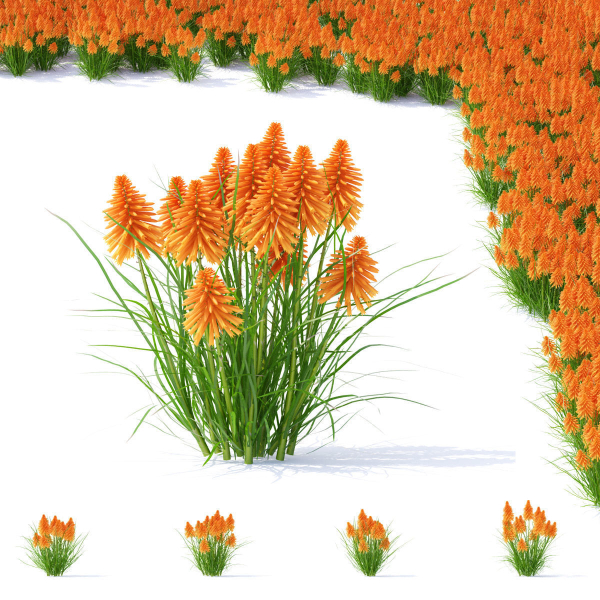 Kniphofia flower
