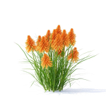 Kniphofia flower
