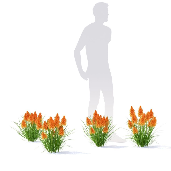 Kniphofia flower