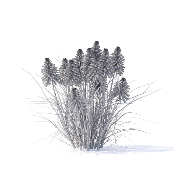 Kniphofia flower