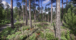 Lake Coniferous - Environment Unity