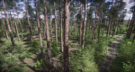 Lake Coniferous - Environment Unity