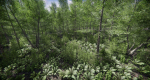 Lake Coniferous - Environment Unity