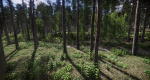 Lake Coniferous - Environment Unity