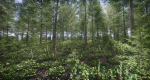 Lake Coniferous - Environment Unity