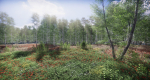 Lake Coniferous - Environment Unity