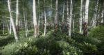 Lake Coniferous - Environment Unity