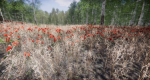 Lake Coniferous - Environment Unity