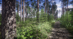 Lake Coniferous - Environment Unity