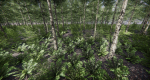 Lake Coniferous - Environment Unity