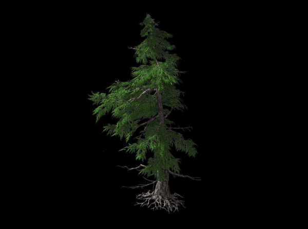 Landscape-Season-Pine Tree 04