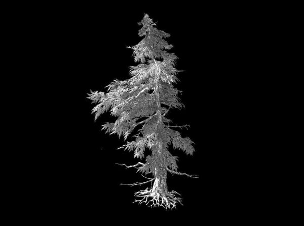 Landscape-Season-Pine Tree 04