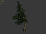 Landscape-Season-Pine Tree 04