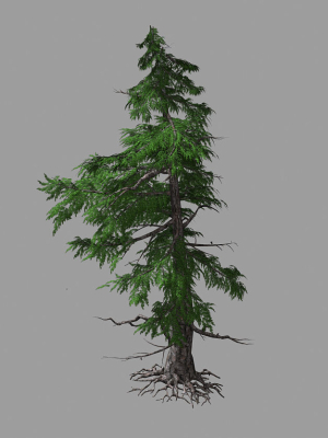 Landscape-Season-Pine Tree 04