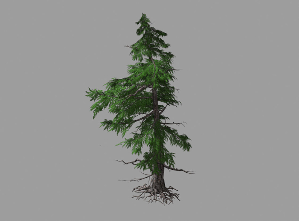 Landscape-Season-Pine Tree 04