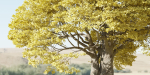 Landscape Tree vol 165-Blender