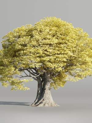 landscape-tree-vol-165-blender-3d-model-692e4d30a2