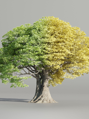 Landscape Tree vol 165-Blender