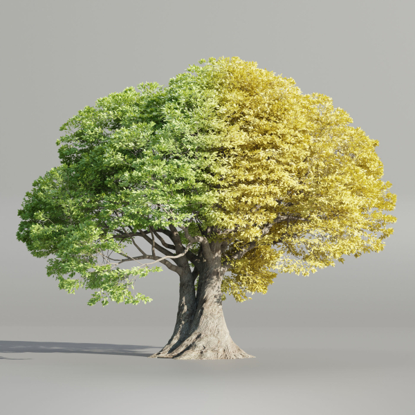 Landscape Tree vol 165-Blender