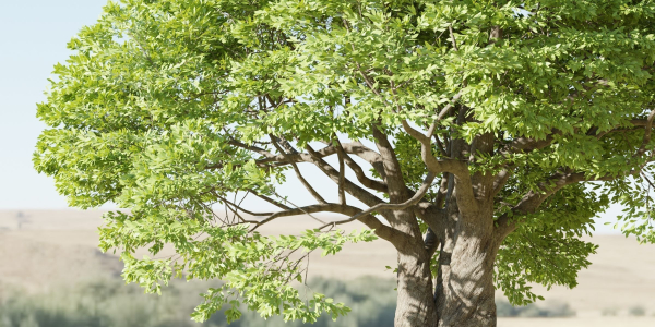 Landscape Tree vol 165-Blender