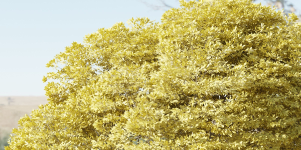Landscape Tree vol 165-Blender