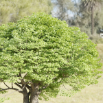Landscape Tree vol 165-Blender