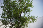 Large forest tree