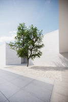 Large forest tree