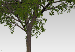 Large forest tree