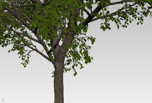 Large forest tree
