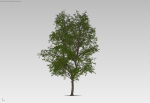 Large forest tree