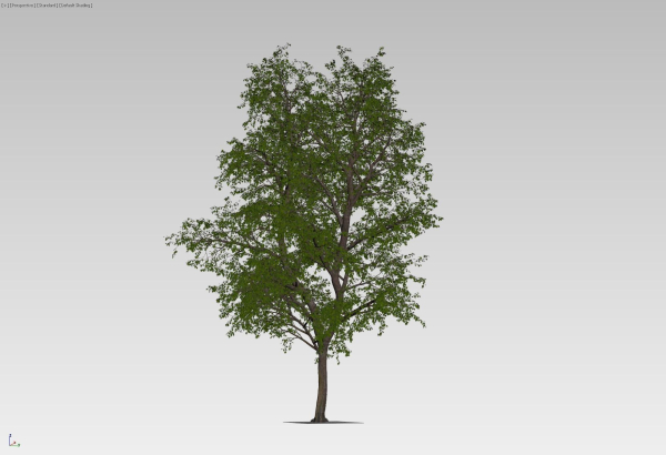 Large forest tree