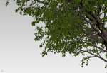 Large forest tree